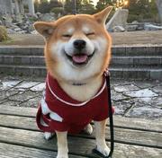 小砖家的个人资料头像