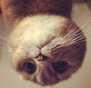 F1eyadu的个人资料头像