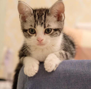 咕噜咕噜purr的个人资料头像