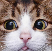 有田春雪的个人资料头像