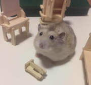 猫_de_天空之程的个人资料头像