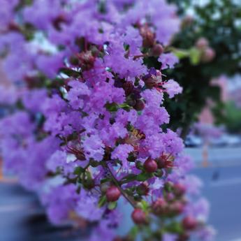 CaiGo于2018-07-09 22:41发布的图片