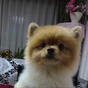 狗穗的个人资料头像