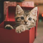 Arno_c的个人资料头像