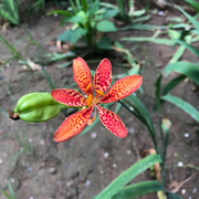 foxeye的个人资料头像