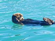 imrenpeng的个人资料头像