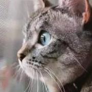 springsupervip的个人资料头像