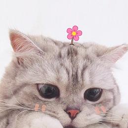 猫球于2018-08-15 18:08发布的图片