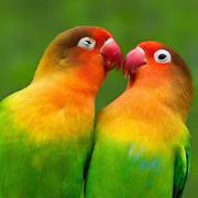 Myraminmin的个人资料头像