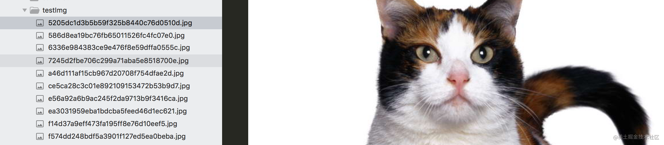TensorFlow convolutional Neural network for cat and dog image ...