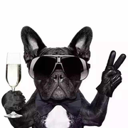 何必再健的个人资料头像