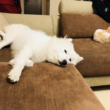 潇洒的一条狗于2018-08-03 15:53发布的图片