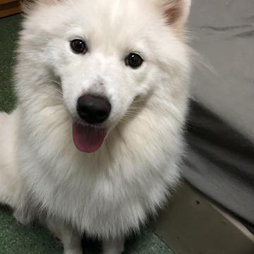 潇洒的一条狗于2018-08-03 15:53发布的图片