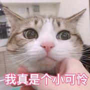 喵喵喵了个咪o3o的个人资料头像