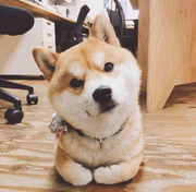 奶茶小瘾者的个人资料头像