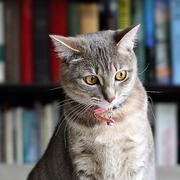 漂泊的胡萝卜的个人资料头像