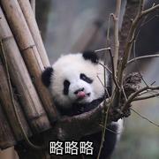 小草草的个人资料头像