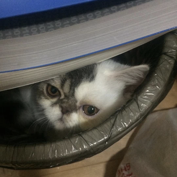 程序员鼓励喵于2018-09-13 07:55发布的图片