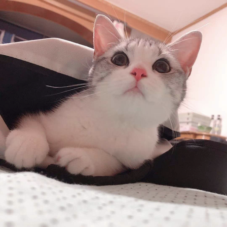 程序员鼓励喵于2018-09-14 08:15发布的图片