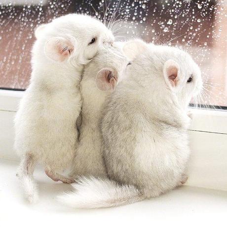 程序员鼓励喵于2018-09-18 08:29发布的图片