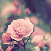 lwills32732的个人资料头像