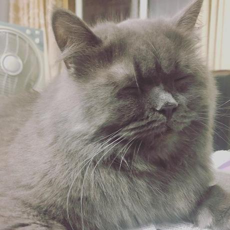 程序员鼓励喵于2018-09-06 11:45发布的图片