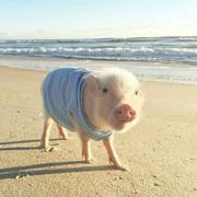 lheart的个人资料头像