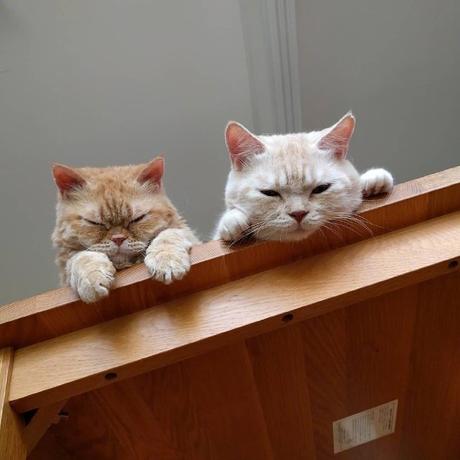 程序员鼓励喵于2019-01-14 09:14发布的图片