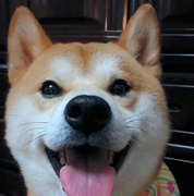 小宋宋的个人资料头像