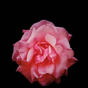 Hallelujah本尊43438的个人资料头像