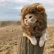 喵呜王的个人资料头像