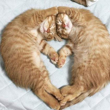 程序员鼓励喵于2019-01-19 09:41发布的图片