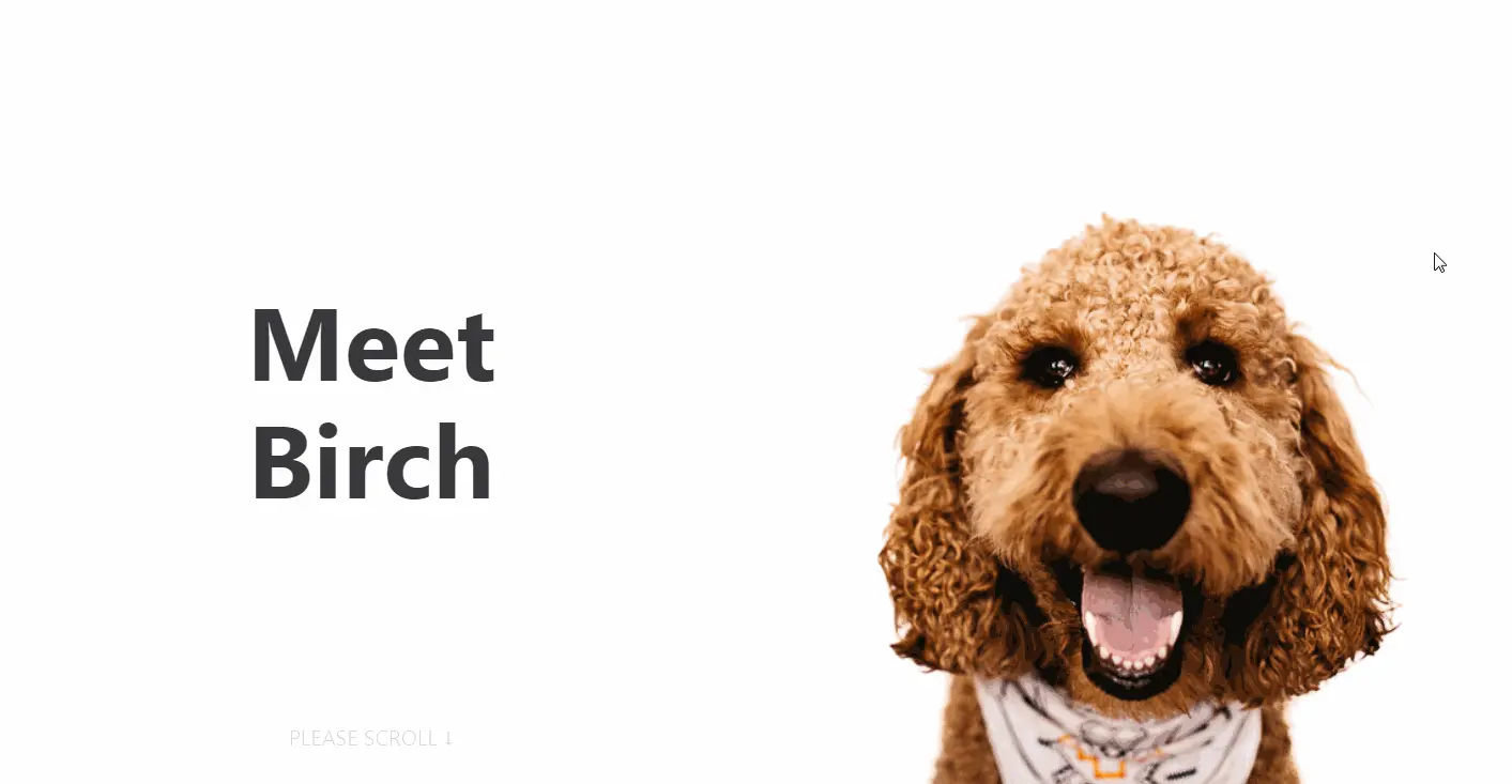 doggoforhire网站设计