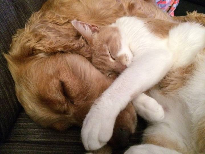 puppy-dog-cute-love-cat-mammal