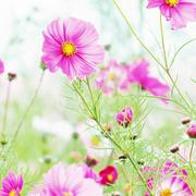 lucieny的个人资料头像