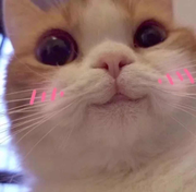 秋雨淅淅的个人资料头像