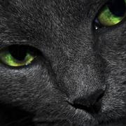 Ziison的个人资料头像