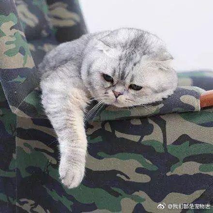 程序员鼓励喵于2019-01-31 09:31发布的图片