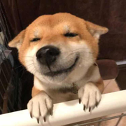 AMDYES的个人资料头像