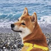 撒丫子跑呀的个人资料头像