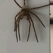 wyzlb的个人资料头像