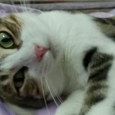 家有皮皮猫于2019-10-14 11:35发布的图片