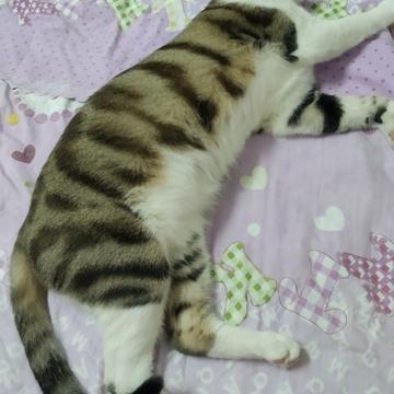 家有皮皮猫于2019-10-14 11:35发布的图片