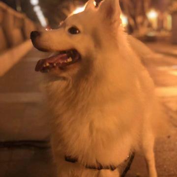 潇洒的一条狗于2019-10-15 09:50发布的图片