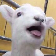 GrozaRui的个人资料头像