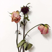 山火V的个人资料头像