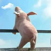 小山在前端的个人资料头像