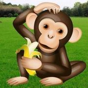 香蕉不焦的个人资料头像