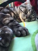 cs1210的个人资料头像