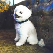 李小白l的个人资料头像